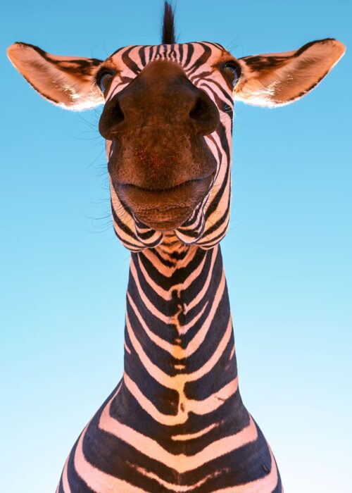 Wildlife