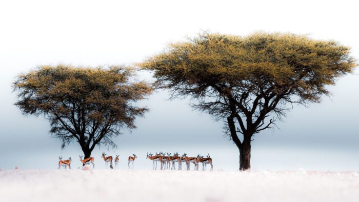 Springbok under trees