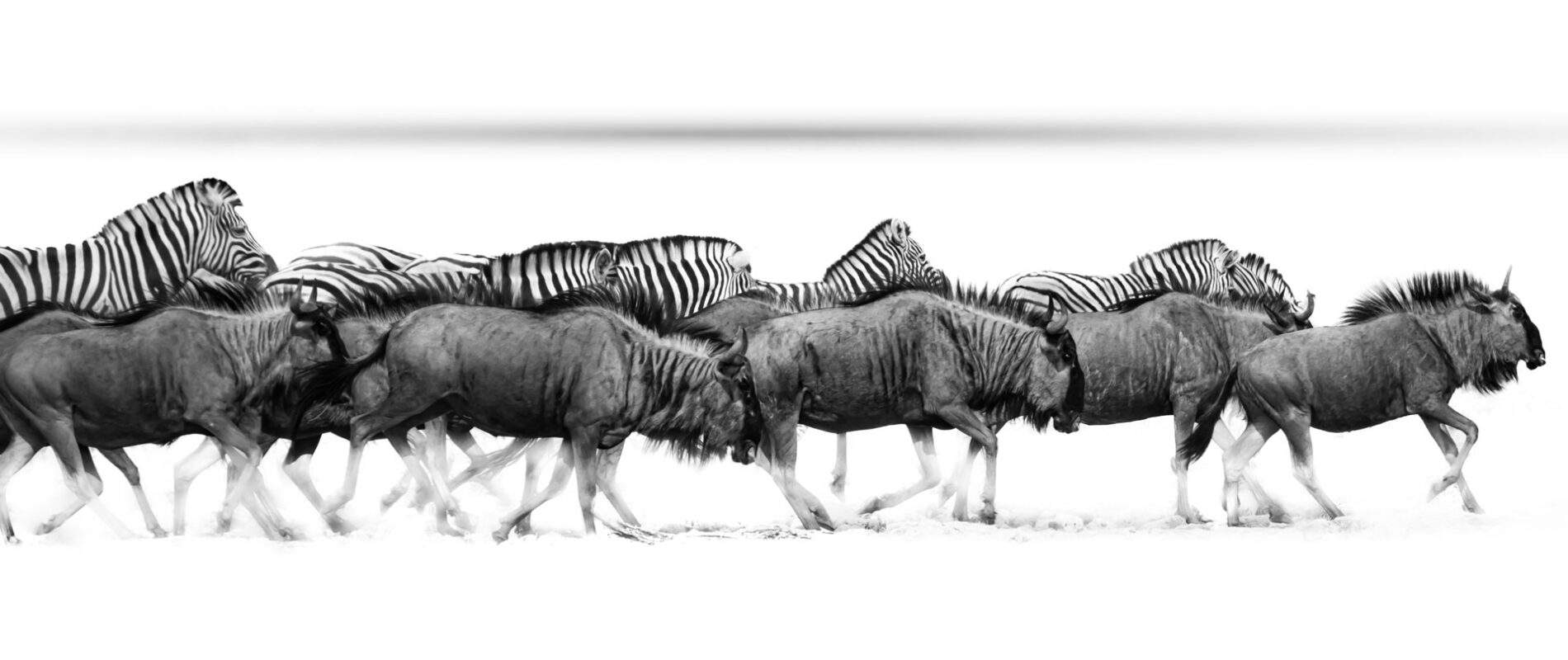 wildebeest and zebras