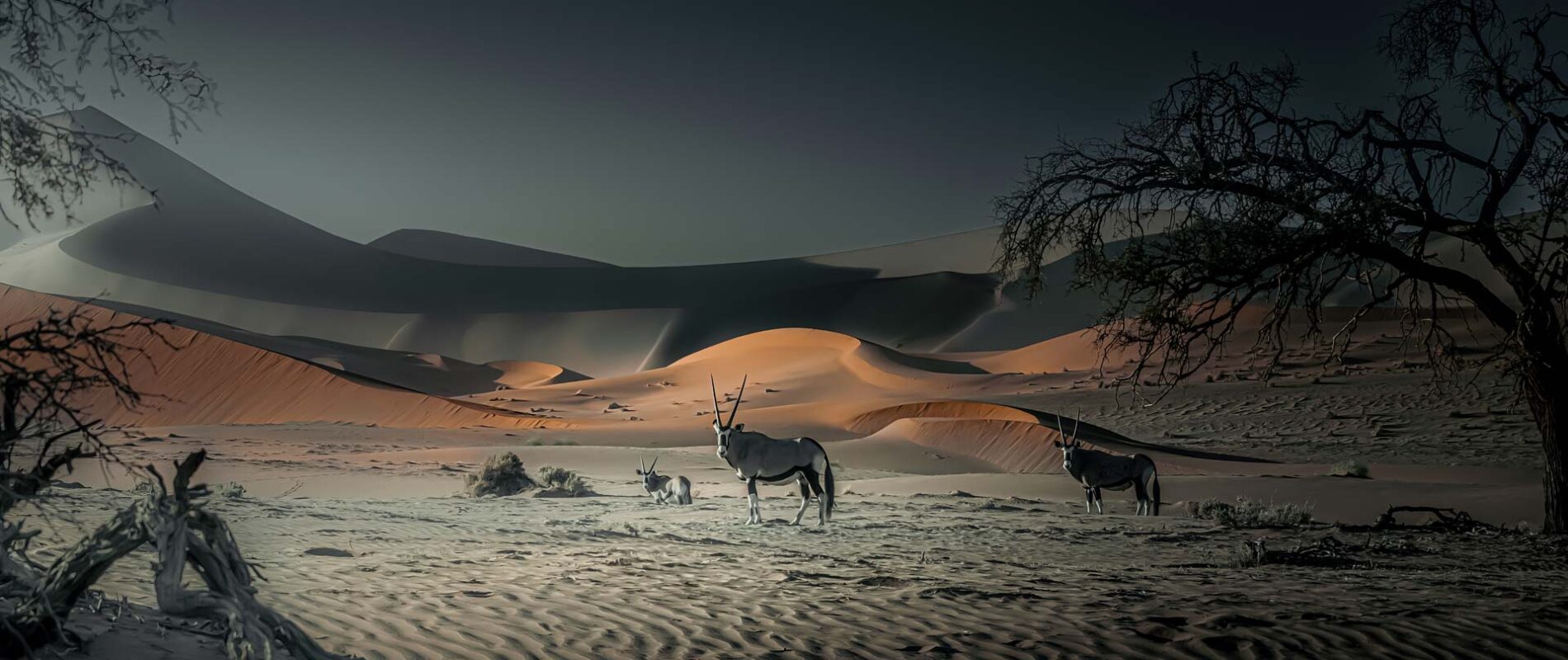 oryx in sand dunes