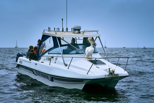 Catamaran cruise with a pelican