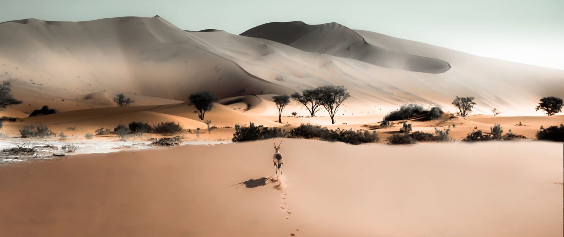 Desert Hille Lodge Landscape
