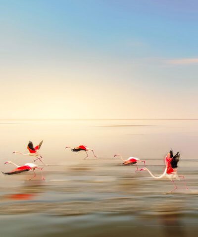 Flamingos