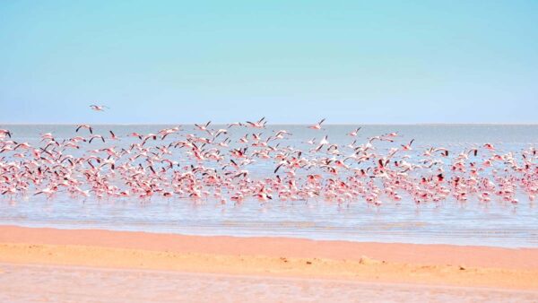Flamingos
