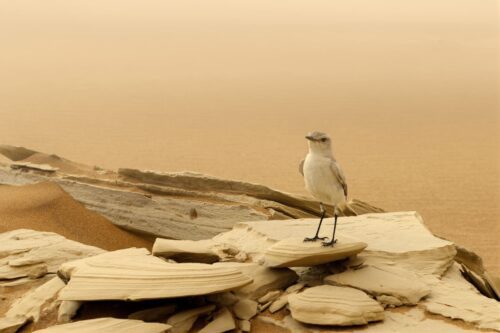 Bird in the desert