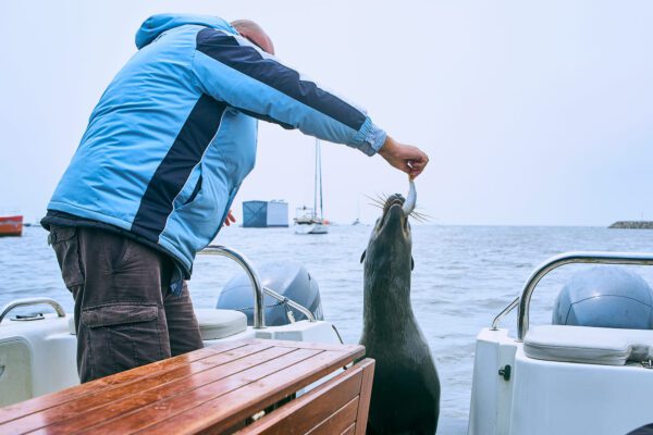 On a boat feeding a seal with a fish