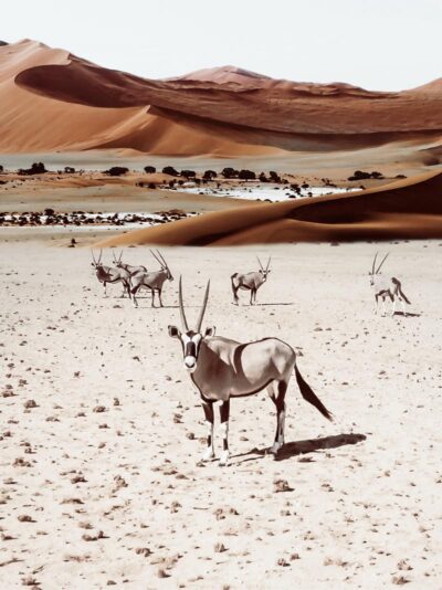 Oryx in the desert