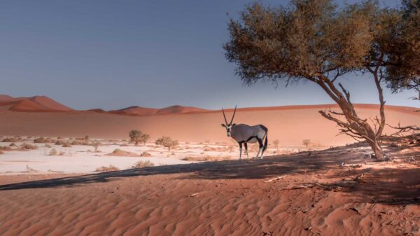 Oryx under a tree